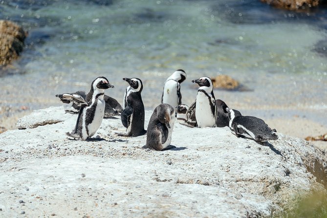 City Escape: Cape Peninsula Private Day Trip - Inclusions