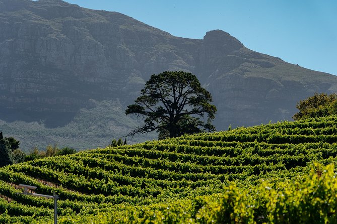 City Escape: Cape Town Classics Private Day Trip - Terms and Conditions for the Cape Town Classics Day Trip