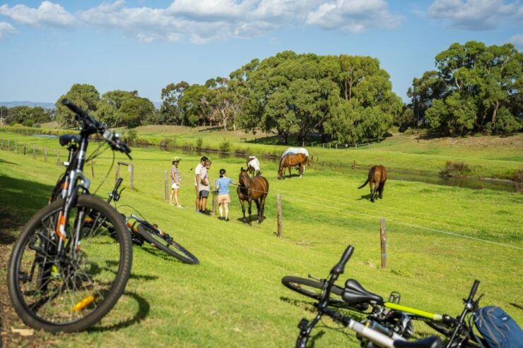 City to Sea Adelaide Bike Tour - Tour Overview