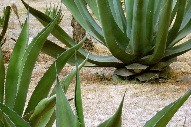 City tour Puerto Escondido - FAQ