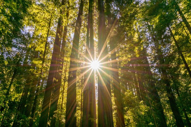 City & Woods: 1 Day Hop-On Hop-Off & Muir Woods Tour - Itinerary Overview