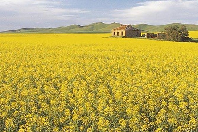 Clare Valley - Exploring the Picturesque Vineyards