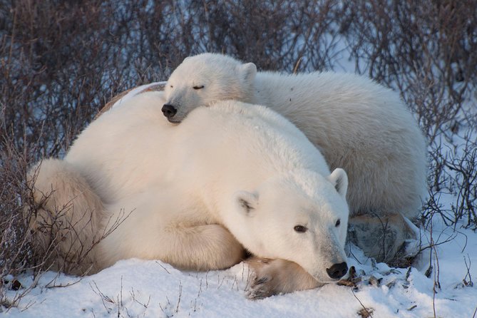 Classic 5 Night Churchill Polar Bear Adventure - End Point and Important Information for Guests
