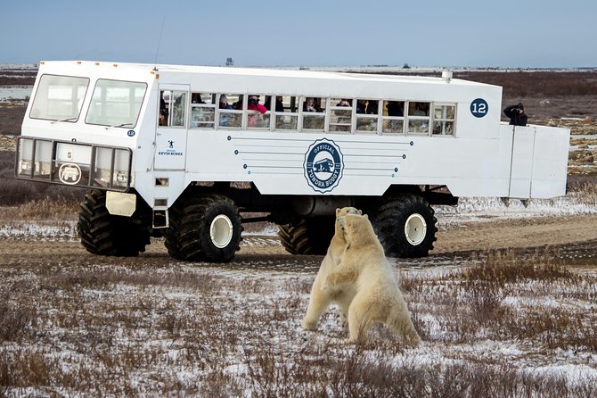 Classic 5 Night Churchill Polar Bear Adventure - Traveler Photos and Testimonials