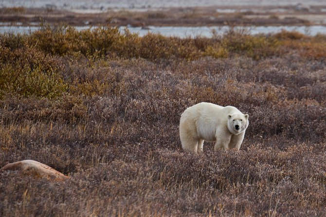 Classic 5 Night Churchill Polar Bear Adventure - The Sum Up