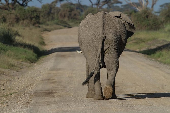 Classic Amboseli Day Trip - Lunch and Refreshments