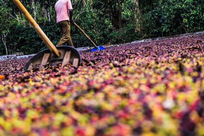 Classic Coorg Coffee Plantation Experience - Booking Details and Pricing