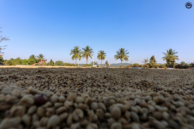 Classic Coorg Coffee Plantation Experience - Experience Information and Expectations
