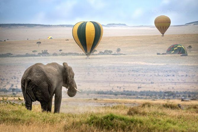 Classic Flying & Open 4X4 Masai Mara Luxury Safari - Good To Know