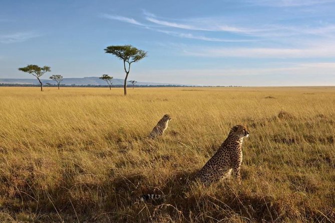 Classic Flying & Open 4X4 Masai Mara Luxury Safari - Pickup and Meeting Information