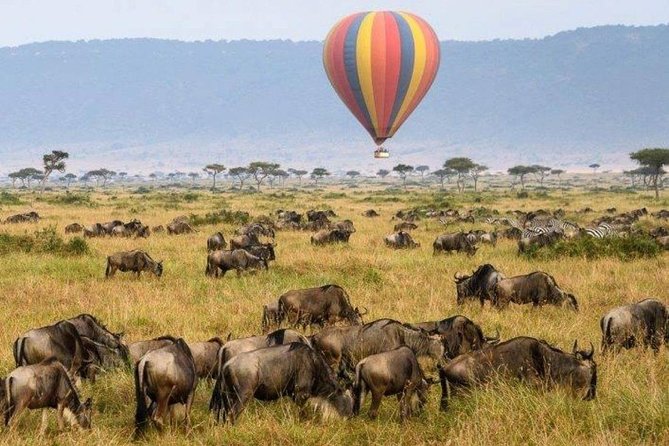 Classic Flying & Open 4X4 Masai Mara Luxury Safari - Frequently Asked Questions