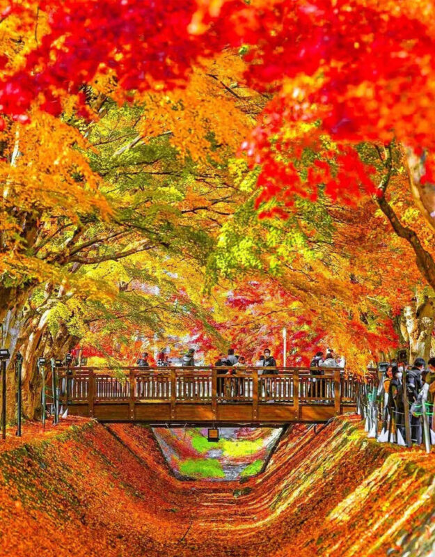 Classic Fuji Flower Viewing Route | Tenjosan Park & Arakurayama Sengen Park & Nichikawa Clock Shop & Lawson Convenience Store & Oishi Park (including cable car ticket) - Who should book this Fuji day trip?