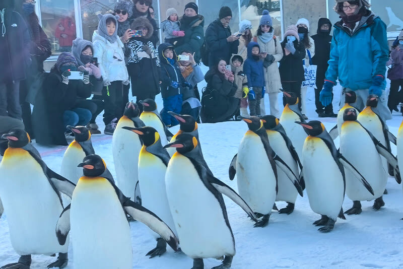 Classic Hokkaido Asahikawa & Biei Photo Spot Day Tour: Asahiyama Zoo & Shirahige Waterfall & Shirogane Blue Pond & Biei - A long day that links far-flung sights