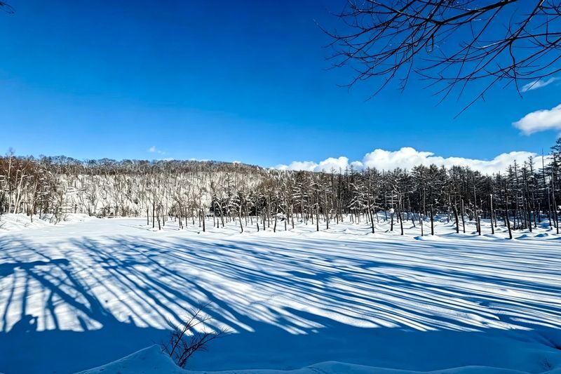 Classic Hokkaido One-Day Tour: Asahiyama Zoo & Ken & Mary Tree & Shirahige Waterfall & Biei Shirogane Blue Pond & Ningle Terrace - The guide can shape the day