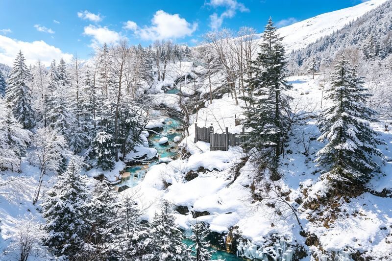 Classic Hokkaido One-Day Tour: Asahiyama Zoo & Ken & Mary Tree & Shirahige Waterfall & Biei Shirogane Blue Pond & Ningle Terrace - Should you book this Hokkaido day trip?