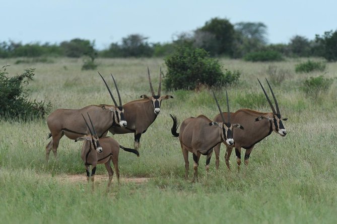 Classic Kenya Blissful Adventour - Guarantee and Availability