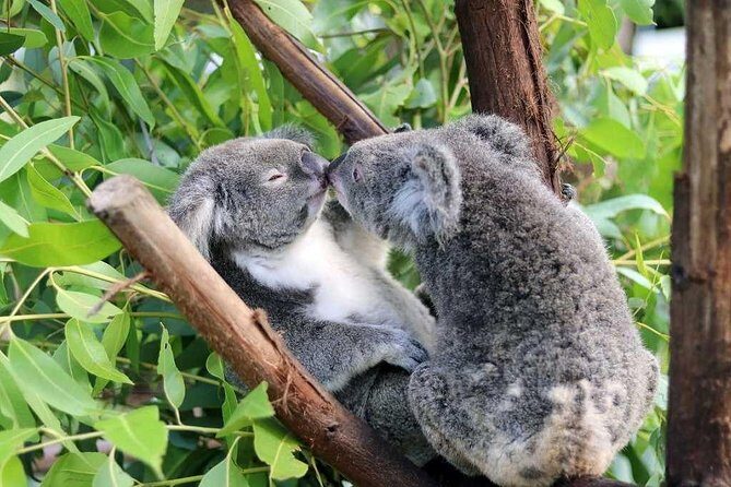 Classic Kuranda by Skyrail and Scenic Railway, Rainforestation & lunch. CKB - A Complete Look at the Classic Kuranda Tour
