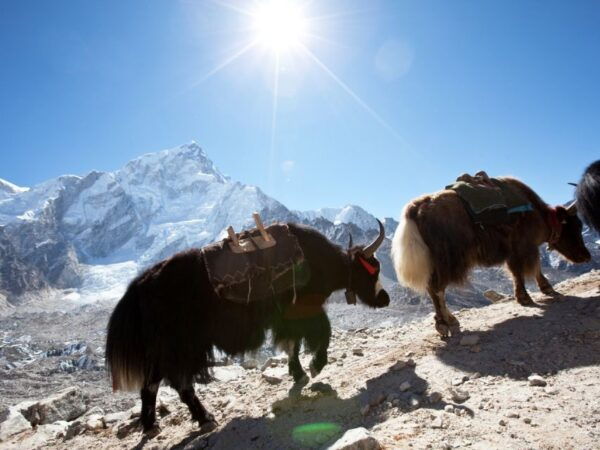 Classic Langtang Valley 6 Days Guided Trek From Kathmandu - Common Questions
