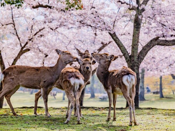 Classic Panoramic Tour: A Day Trip to Kyoto and Nara to Encounter Adorable Deer - Key points to know before you go
