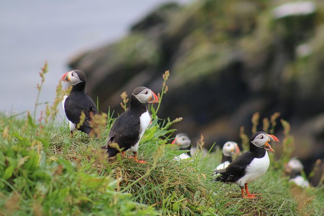 Classic Puffin Watching Cruise From Down Town Reykjavík - Tour Details