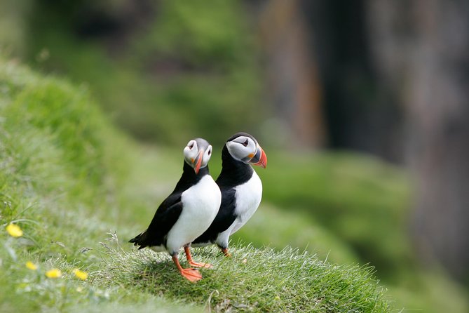 Classic Puffin Watching Cruise From Down Town Reykjavík - Positive Reviews