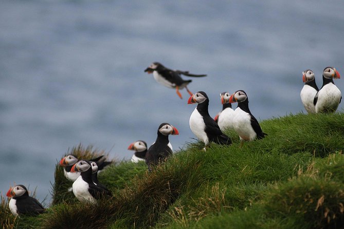 Classic Puffin Watching Cruise From Down Town Reykjavík - Negative Reviews