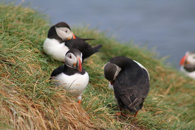 Classic Puffin Watching Cruise From Down Town Reykjavík - Convenient Timing and Location
