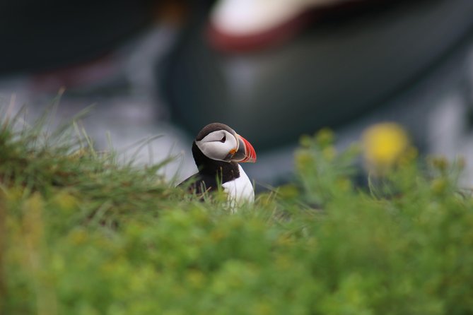 Classic Puffin Watching Cruise From Down Town Reykjavík - Knowledgeable and Approachable Staff