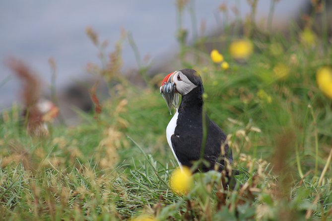 Classic Puffin Watching Cruise From Down Town Reykjavík - Common Questions