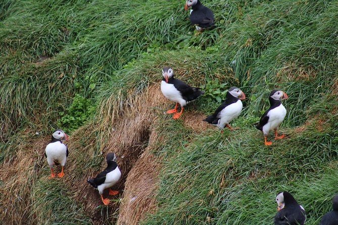 Classic Puffin Watching Cruise From Down Town Reykjavík - The Sum Up