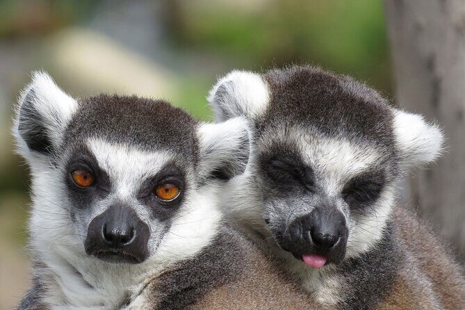 Classic Safari Adventure at Safari West - Frequently Asked Questions