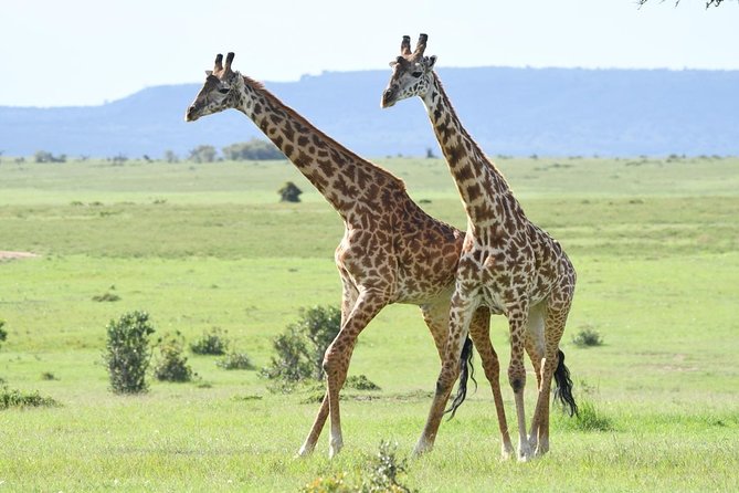 Classic Thrilling Kenya, Tanzania and Zanzibar 2024 - Amenities Included