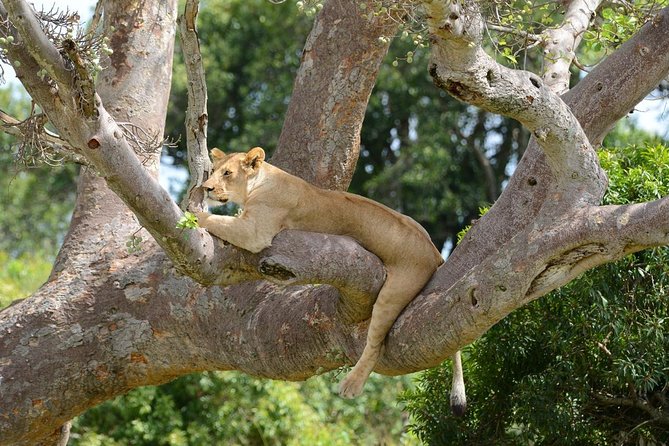 Classic Thrilling Kenya, Tanzania and Zanzibar 2024 - Customer Reviews