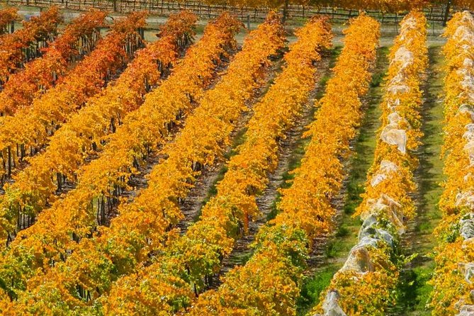 Classic Wanaka Wine Tour - Reviews and Recommendations for the Classic Wanaka Wine Tour