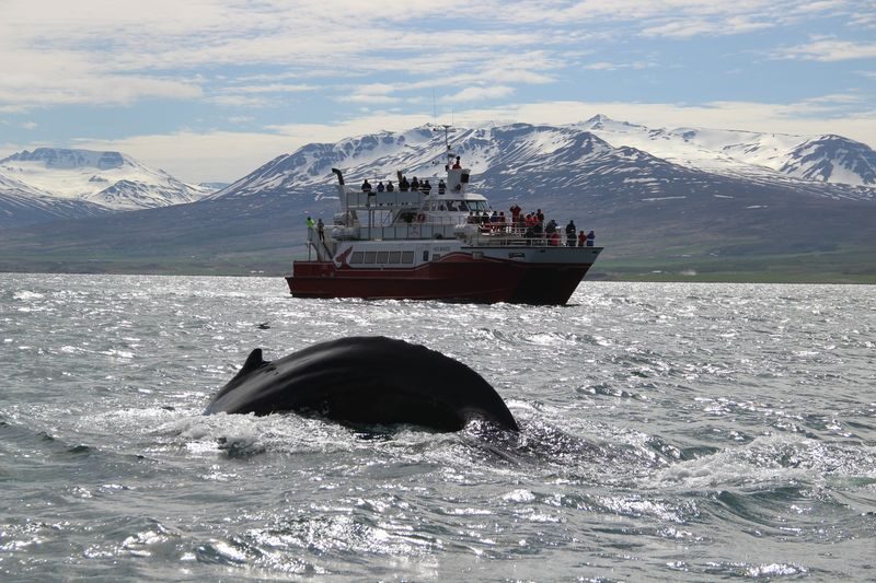Classic Whale Watching Experience in Akureyri - What to know before you go