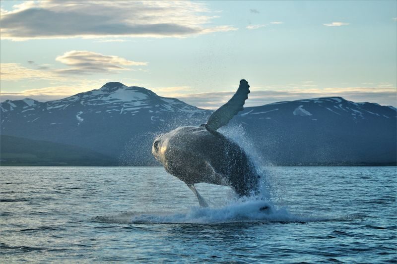 Classic Whale Watching Experience in Akureyri - Leaving Akureyri for the fjord