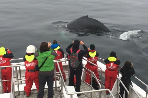 Classic Whale Watching Experience in Akureyri - Staying warm and comfortable aboard