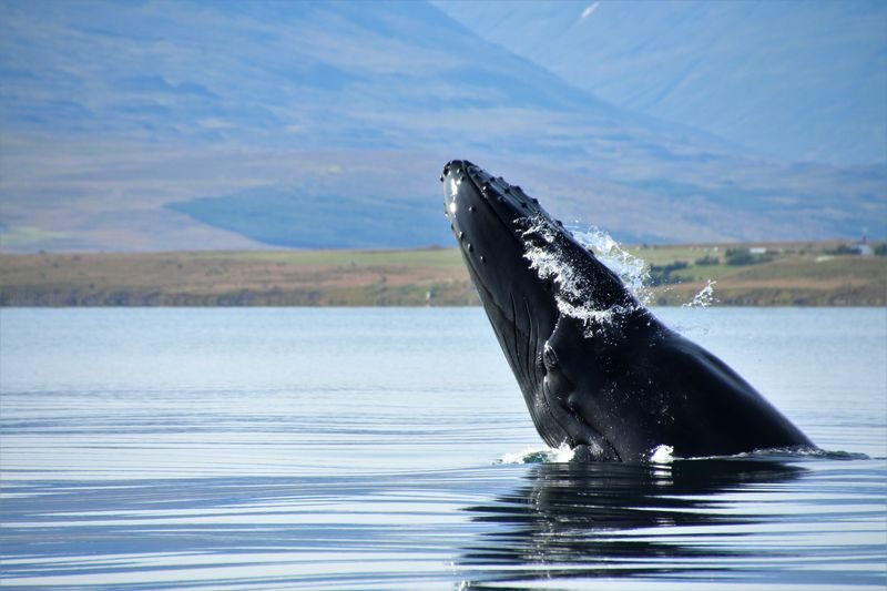 Classic Whale Watching Experience in Akureyri - Choosing a time and weighing the price