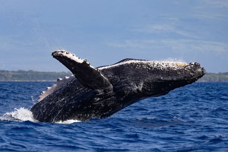Classic Whale Watching Tour in Maui - Two hours on the water from Maʻalaea