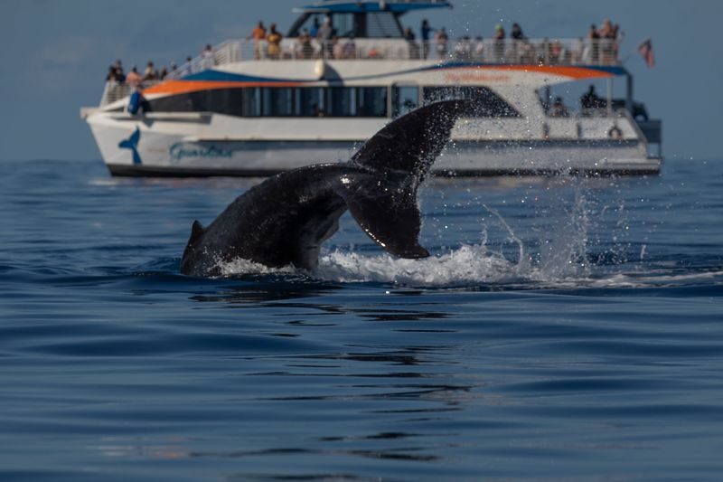 Classic Whale Watching Tour in Maui - Watching for humpbacks, not just checking a box