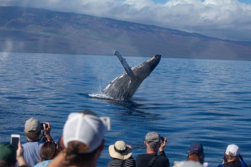 Classic Whale Watching Tour in Maui - Whale songs through underwater hydrophones