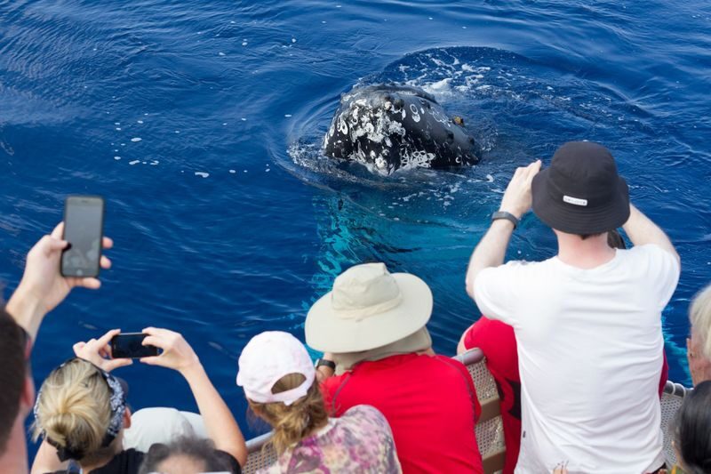 Classic Whale Watching Tour in Maui - What the two-hour schedule feels like