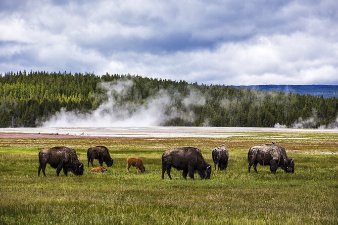 Classic Yellowstone National Park Lower Loop Picnic Lunch Tour - Tour Overview and Inclusions