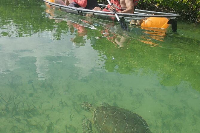 Clear Bottom Kayak Mangrove Eco Tour - Tour Details