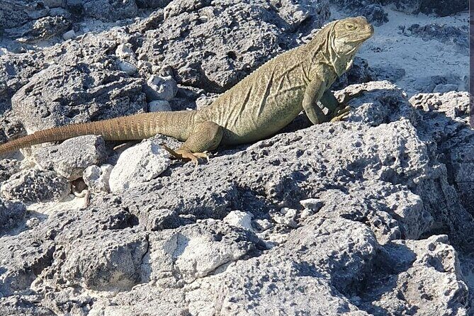 Clear Bottom Kayaks Mangrove and Iguana Tour - Good To Know