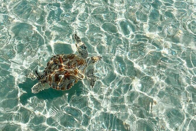 Clear Bottom Kayaks Mangrove and Iguana Tour - Exploring the Tour Itinerary in Detail