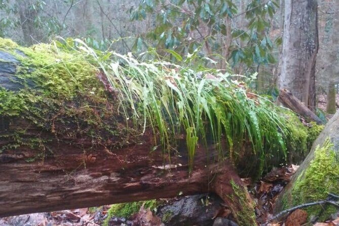Clear Creek Falls Hike - Good To Know