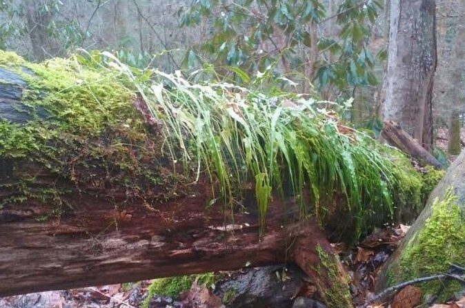 Clear Creek Falls Hike - Authentic Feedback and Insights