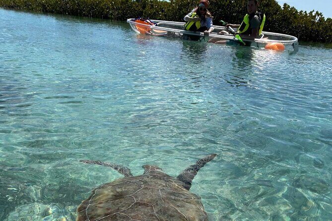 Clear Kayak Eco Tour Explore Mangroves and Meet the Turtles - Good To Know