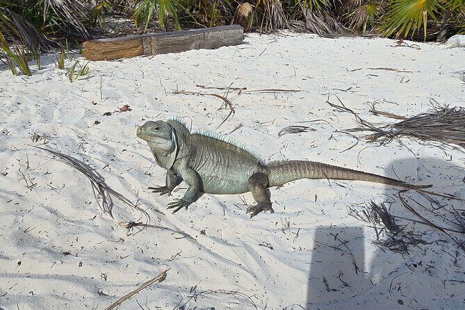 Clear Kayak ECO Tours - Final Thoughts